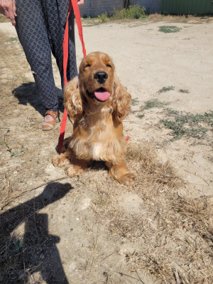 Étalon Cocker Spaniel Anglais - vaya des terres de bourguenailles