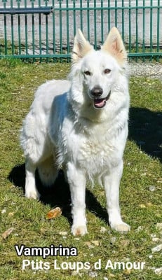 Étalon Berger Blanc Suisse - Vampirina P'tits Loups d'Amour