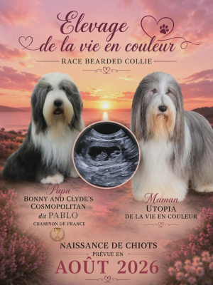 Étalon Bearded Collie - Utopia s De La Vie En Couleur