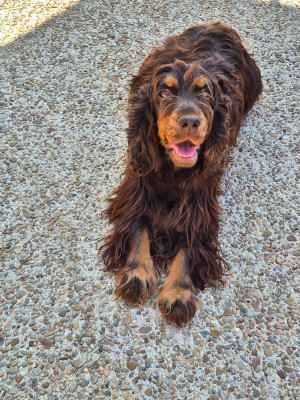 Étalon Cocker Spaniel Anglais - Sarah Du Clos De Vitalie
