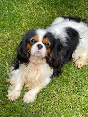 Étalon Cavalier King Charles Spaniel - ARCHY LE MAGNIFIQUE des lutins malins