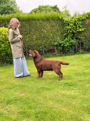 Étalon Labrador Retriever - Titre Initial Peter frampton del trango