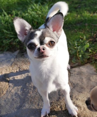 Étalon Chihuahua - takara-tamaris Lorancy