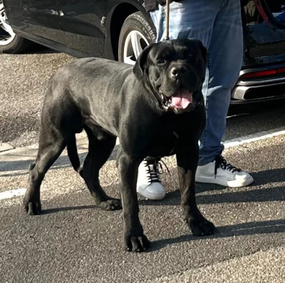 Étalon Cane Corso - Cesare della Valle dei Lord