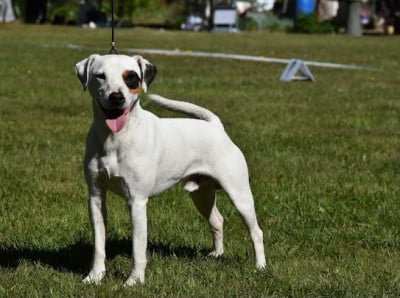 Étalon Parson Russell Terrier - TagWay van Beck des Folie's Parsons}