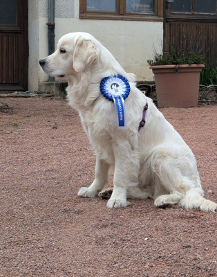 Étalon Golden Retriever - Une Vanille Sidonie d'Edennefamily