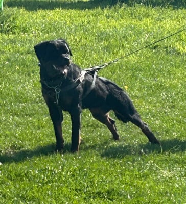 Étalon Rottweiler - ABBA des Félicités de Froid vent De Froid-Vent Saint-Hilaire