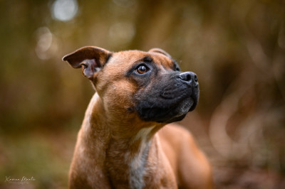 Étalon Staffordshire Bull Terrier - Universal music Erregina Beltza