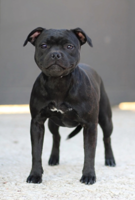 Étalon Staffordshire Bull Terrier - Hot Rever’s Aaliyah Akhal Zamindar