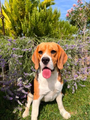 Étalon Beagle - Aquarelle du pré moussey Du pré moussey