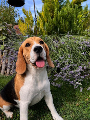 Étalon Beagle - Alouette du pré moussey Du pré moussey