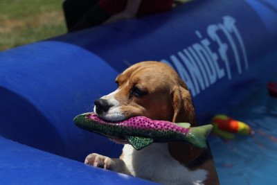 Étalon Beagle - Aneth du pré moussey Du pré moussey