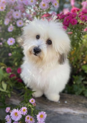 Étalon Coton de Tulear - Avoine du Pré Moussey Du pré moussey