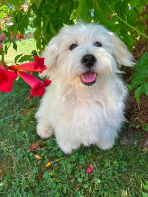Étalon Coton de Tulear - Avocat de la boîte à malice