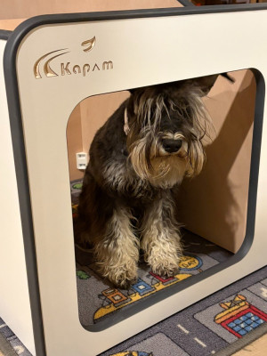 Étalon Schnauzer miniature - Apple De La Vallée Sacrée