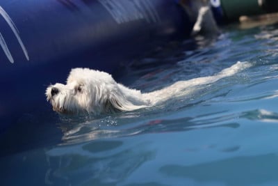 Étalon Coton de Tulear - Vichy du Pré Moussey Du pré moussey