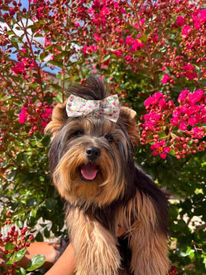 Étalon Yorkshire Terrier - Abeille Du Pré Moussey Du pré moussey