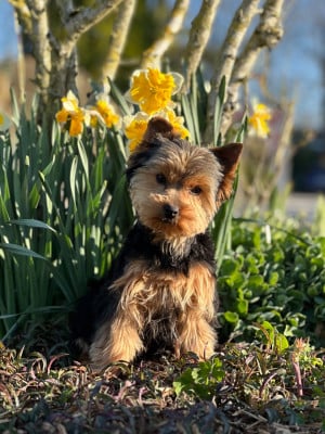 Étalon Yorkshire Terrier - Velouté Du Pré Moussey Du pré moussey