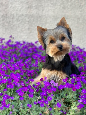 Étalon Yorkshire Terrier - Vermicelle Du Pré Moussey Du pré moussey
