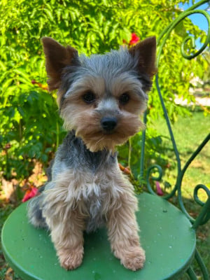 Étalon Yorkshire Terrier - Atchoum Du pré Moussey Du pré moussey