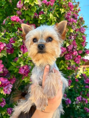 Étalon Yorkshire Terrier - Aioli Du pré moussey