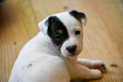 Étalon Parson Russell Terrier - Bonnie du bois h 