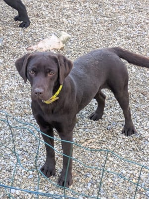Étalon Labrador Retriever - De La Meute De Rio U bianca