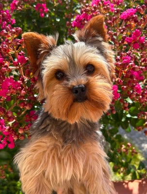 Étalon Yorkshire Terrier - Asterix Gabéric's