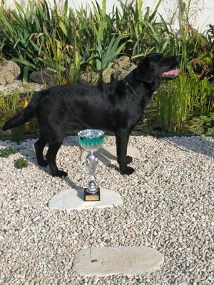 Étalon Labrador Retriever - ARTEMIS Des Petites Tetes De Pioche