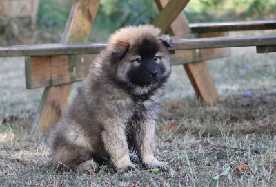 Étalon Eurasier - Baô  Des Gardiens d'Ysatis