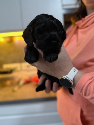 Étalon Cocker Spaniel Anglais - Athéna 