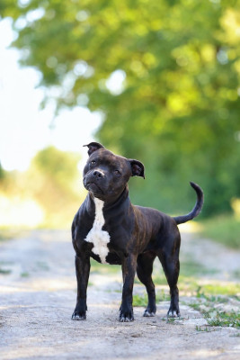 Étalon Staffordshire Bull Terrier - Staffanatic's  Una Reina Del Sur