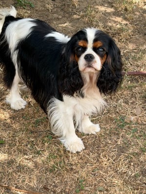 Étalon Cavalier King Charles Spaniel - Amazing Scarlett de Castelburry