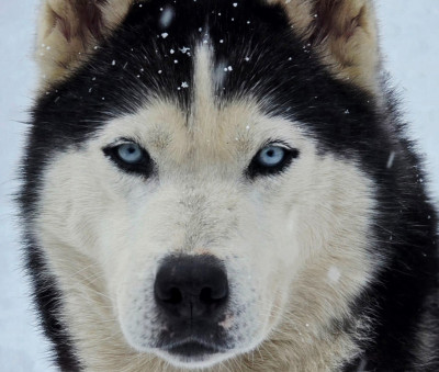 Étalon Siberian Husky - A Ton étoile O'uppsala