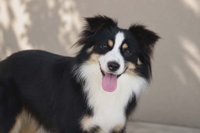 A NOVA  Born in Aulero