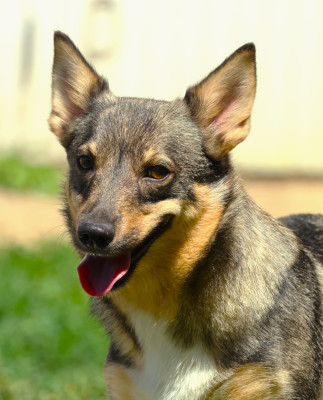 Étalon Spitz des Visigoths - Upsia Fabien de jye