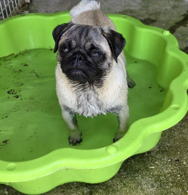 Étalon Carlin - V.I.P. Very Important Pug  Des Terres De Miss Blue