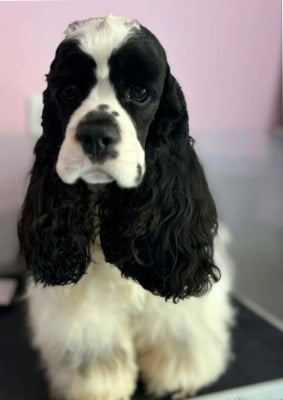 Étalon American Cocker Spaniel - Yulika iron hund