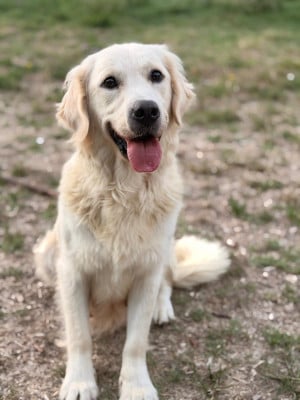 Étalon Golden Retriever - VERSACE De La Combe Grande
