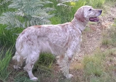 Étalon Setter Anglais - super besse Du Comté De Trépugnat