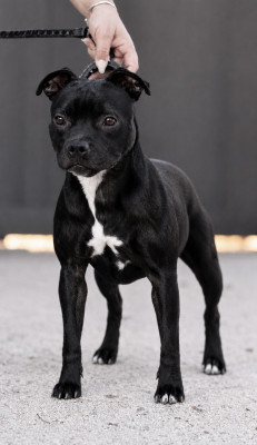Étalon Staffordshire Bull Terrier - Apocalypse Sweet Dream Stafford