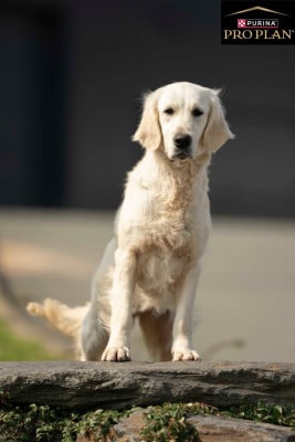 Étalon Golden Retriever - Dix-Huit Carats Urban Beauty