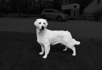 Étalon Golden Retriever - Alma Des Vents Sacrés D'Aubrio