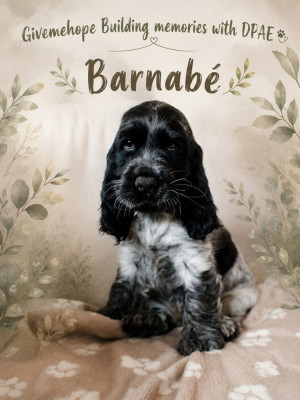 Étalon Cocker Spaniel Anglais - Givemehope Building Memories with DPAE