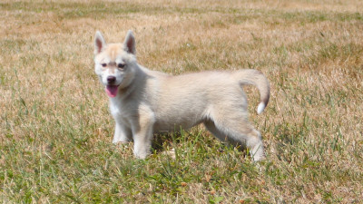 Étalon Siberian Husky - Baly 