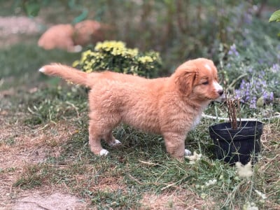 Étalon Retriever de la Nouvelle-Ecosse - Blueberry des Dragons de Sologne 