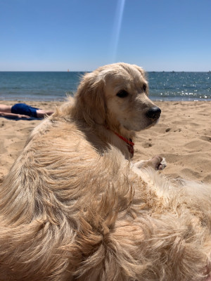 Étalon Golden Retriever - Titre Initial Pharell du Haut Flecheary