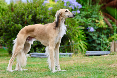 Étalon Saluki - Sherkhan Saphir Du Domaine De Stang Alar