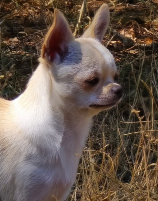 Étalon Chihuahua - VIVIENNE WESTWOOD de l'île aux genêts