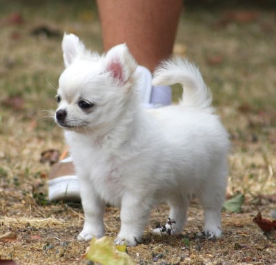 Étalon Chihuahua - Born to Shine Des Petits Saints Du Noble Lewis